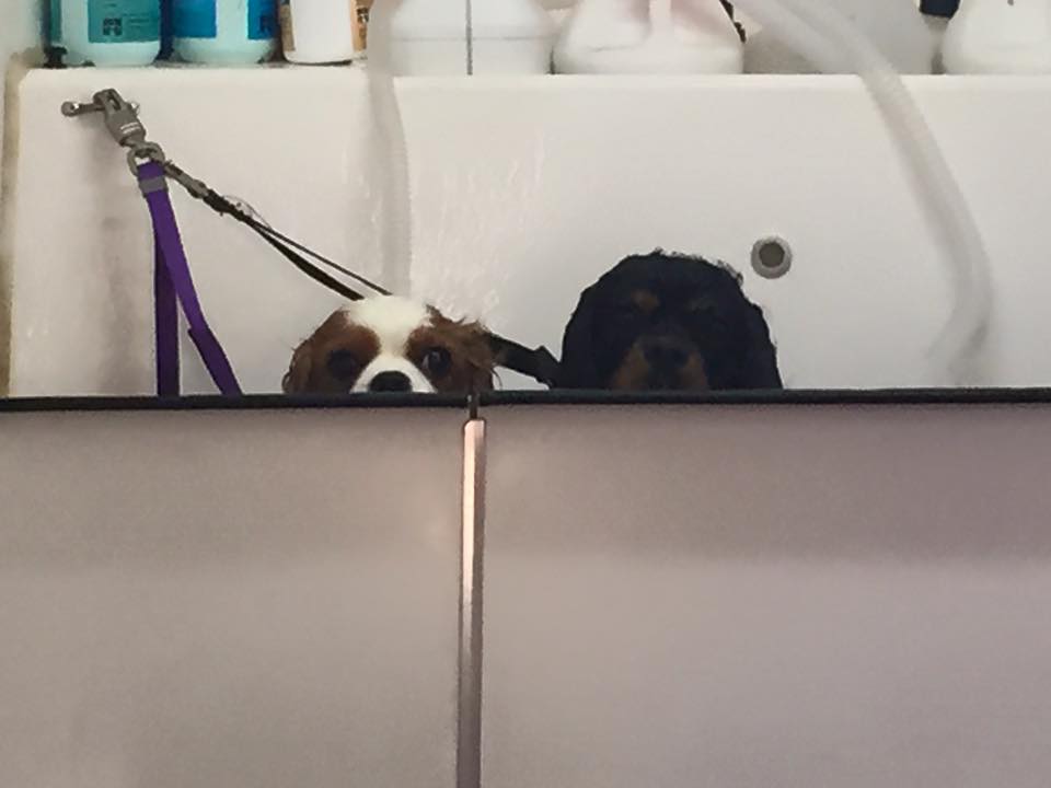 Cheeky Dog Bath