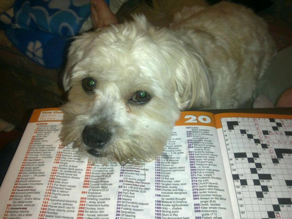 Crossword Dog