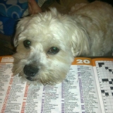 Crossword Dog