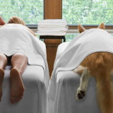 Doggo Massage