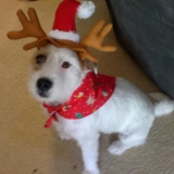 Raindeer Dog
