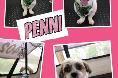 Penni Penni