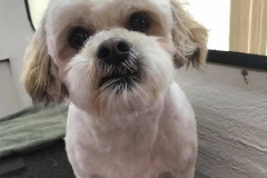 Pippa1 Pippa1