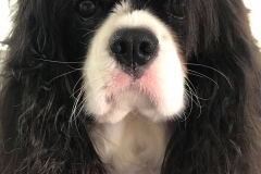 Rocco Rocco